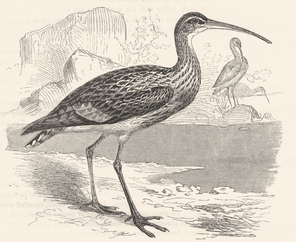 STILT-WALKER. Curlew. Great c1870 old antique vintage print picture
